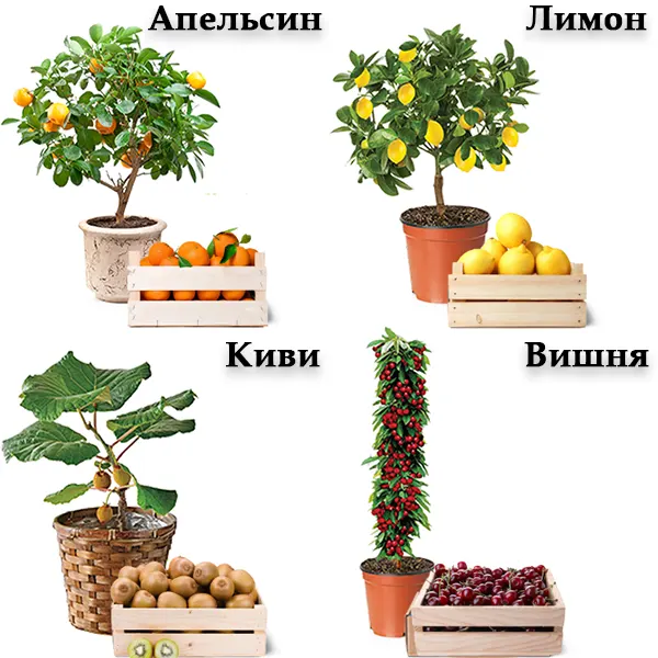 Гибридные мини деревья в продаже. Семена - апельсин, лимон, киви, вишня