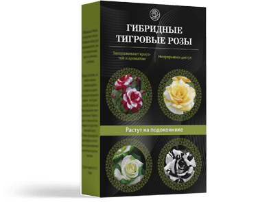 Тигровые розы - особенности и характеристика, отзывы